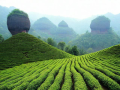 〖武夷山茶叶什么意思·武夷山有一种茶叶闻名全国那就是什么茶叶〗