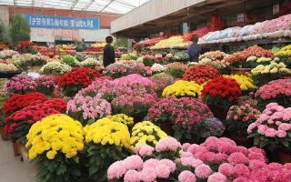 阳信花卉市场(阳信花卉市场营业时间)