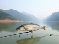 丹江鲈鱼钓场图片大全(丹江钓鱼最佳钓点)