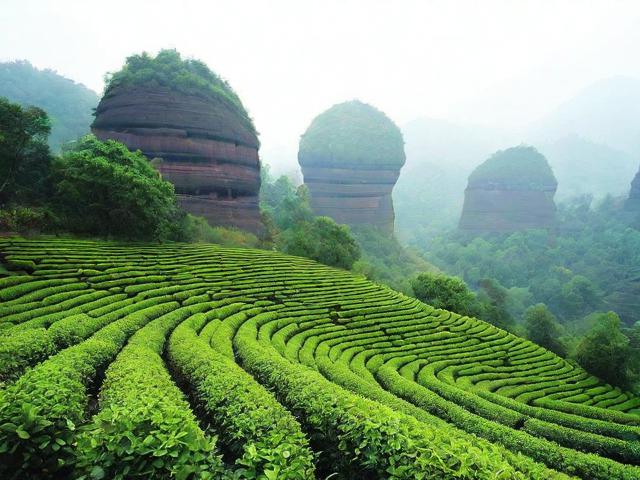 〖武夷山茶叶什么意思·武夷山有一种茶叶闻名全国那就是什么茶叶〗