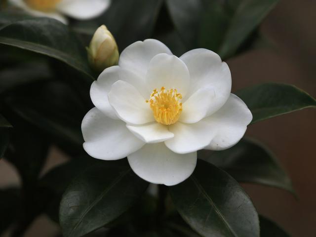 〖宝子花卉·子宝开花吗〗