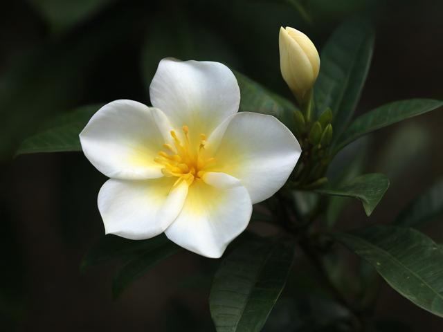 〖宝子花卉·子宝开花吗〗