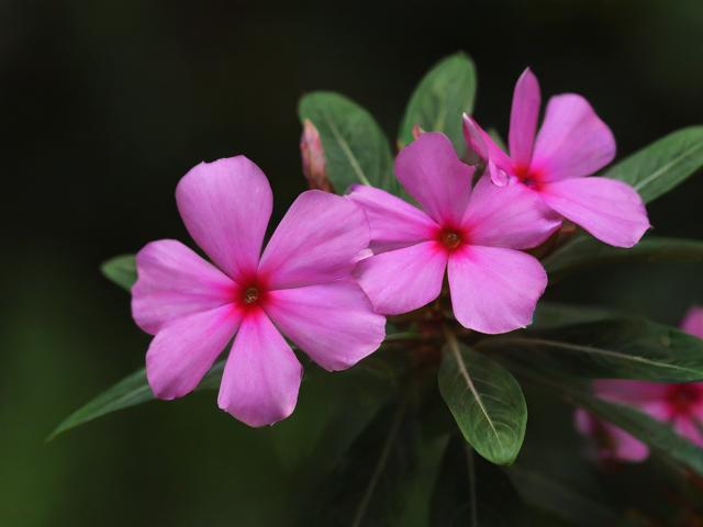 〖宝子花卉·子宝开花吗〗