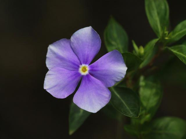 〖宝子花卉·子宝开花吗〗